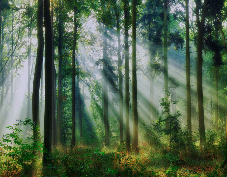 Sunlight pierces through the forest-ForestA0009