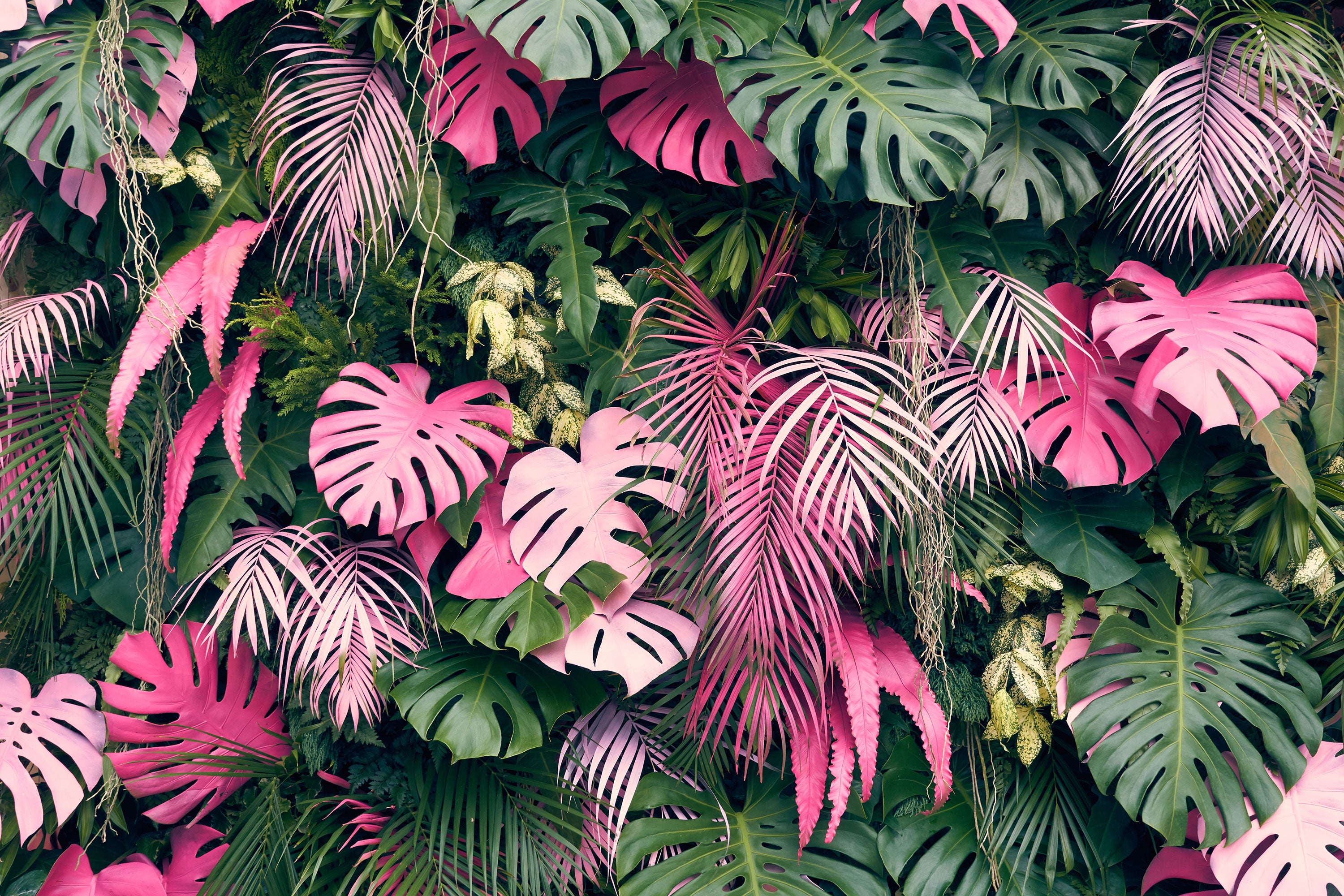 Tropical plants-P0999